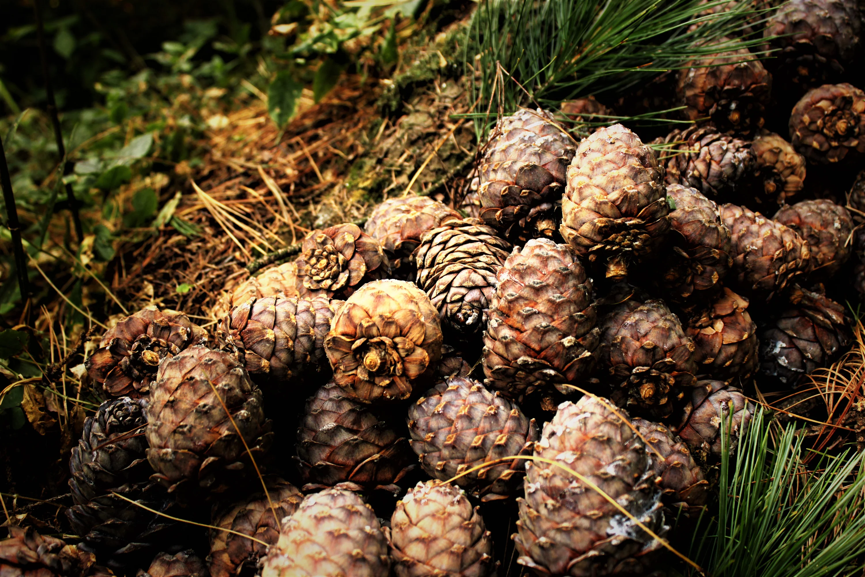 Deep Sleep Men's Diffuser Blend